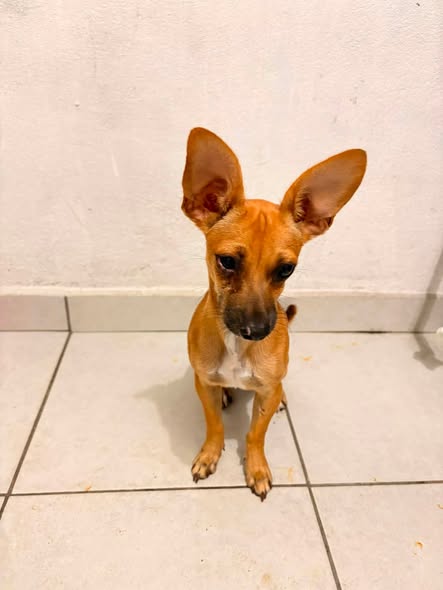 Dog sighting photo