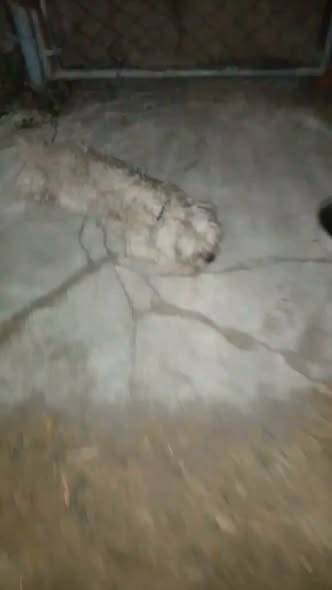 Foto del avistamiento de perro