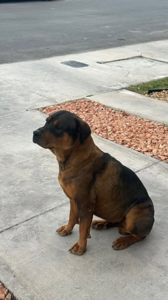 Dog sighting