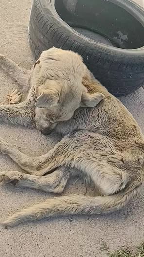 Foto del avistamiento de perro