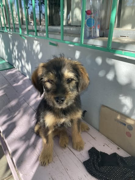 Foto del avistamiento de perro