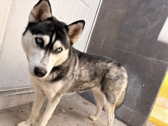 Foto del avistamiento de perro