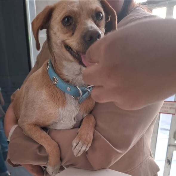 Foto del avistamiento de perro