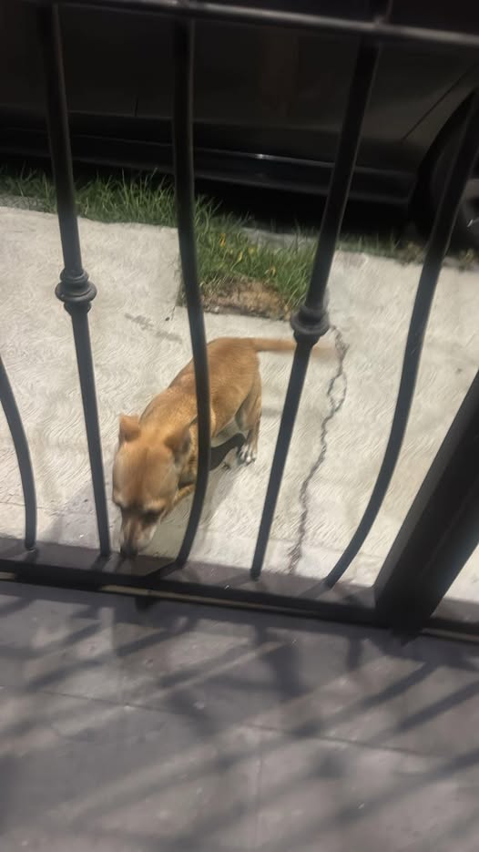 Foto del avistamiento de perro