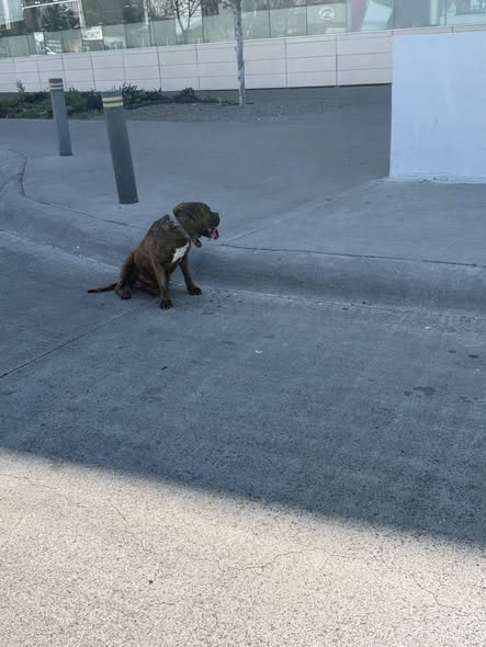 Foto del avistamiento de perro