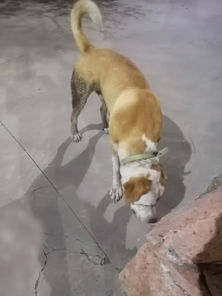 Foto del avistamiento de perro