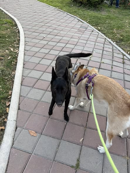 Foto del avistamiento de perro