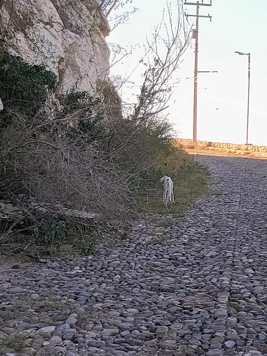Dog sighting photo