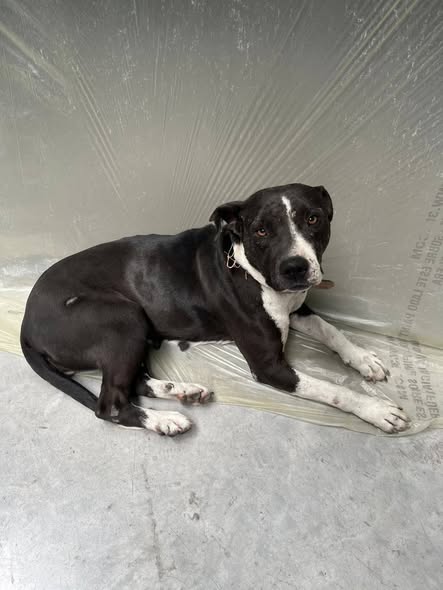 Foto del avistamiento de perro