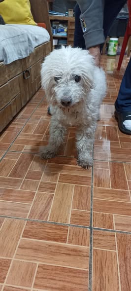 Foto del avistamiento de perro