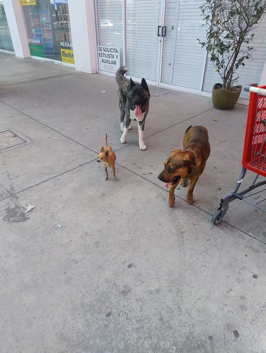 Foto del avistamiento de perro