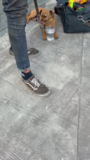 Foto del avistamiento de perro