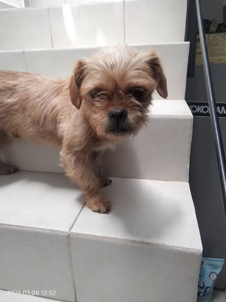 Foto del avistamiento de perro