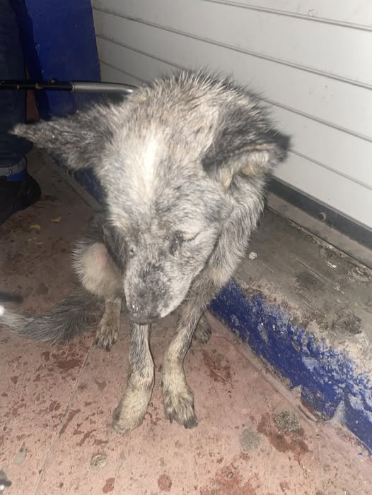 Foto del avistamiento de perro