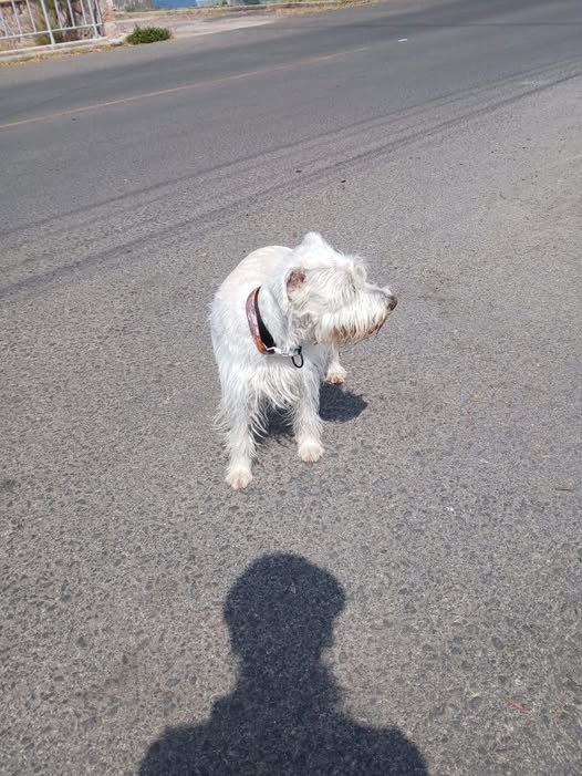 Foto del avistamiento de perro