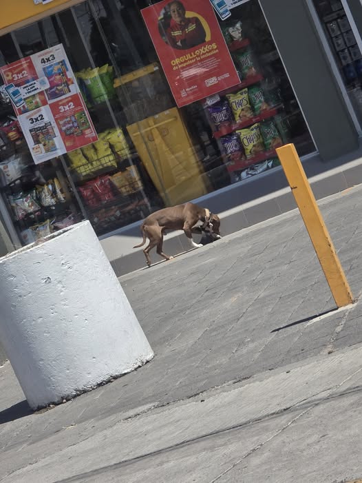 Foto del avistamiento de perro