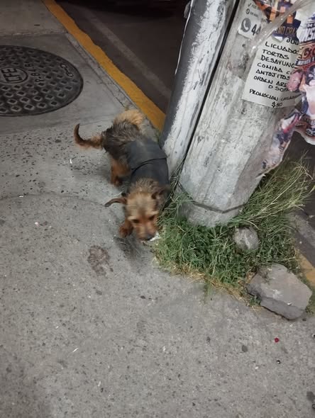 Foto del avistamiento de perro