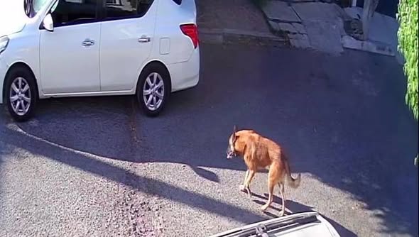 Foto del avistamiento de perro