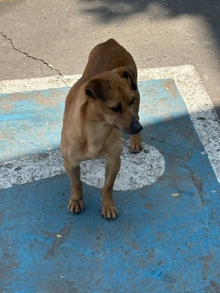 Foto del avistamiento de perro