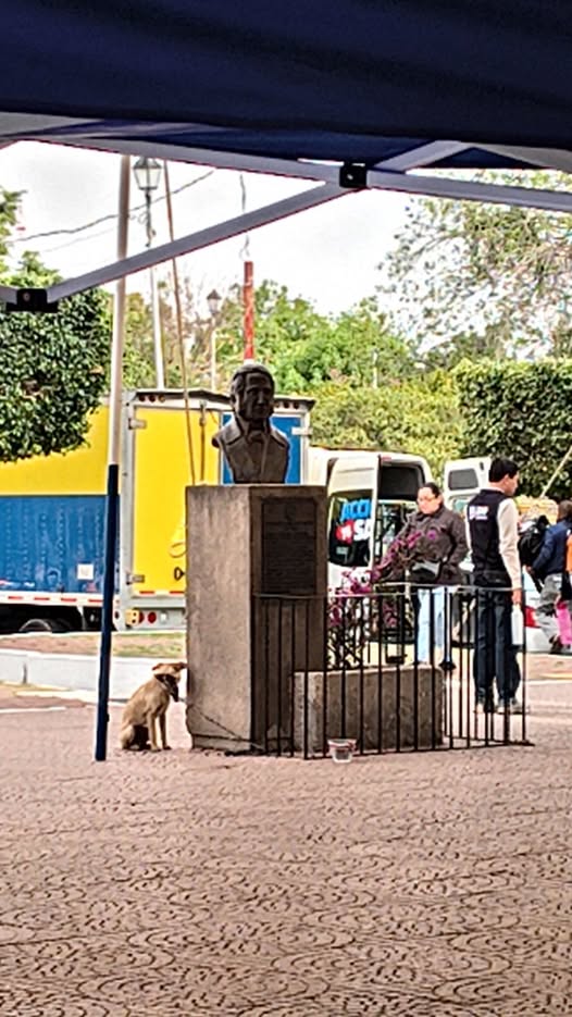 Foto del avistamiento de perro