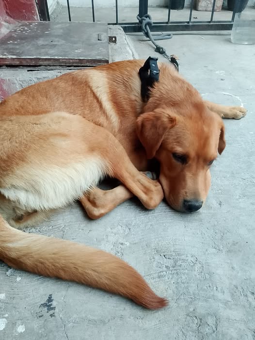 Foto del avistamiento de perro