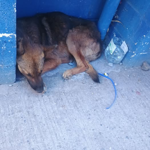 Foto del avistamiento de perro