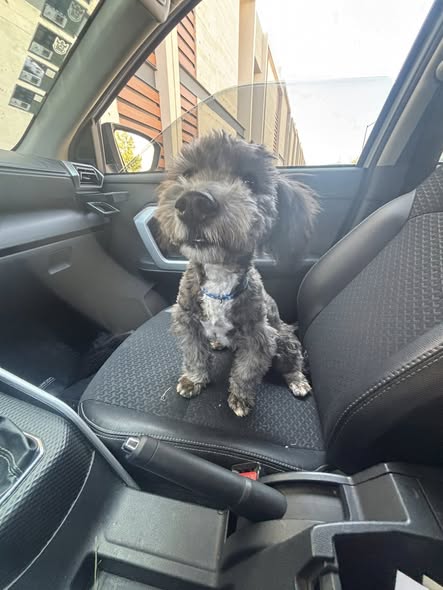 Foto del avistamiento de perro