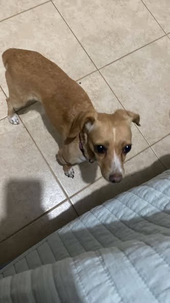 Foto del avistamiento de perro