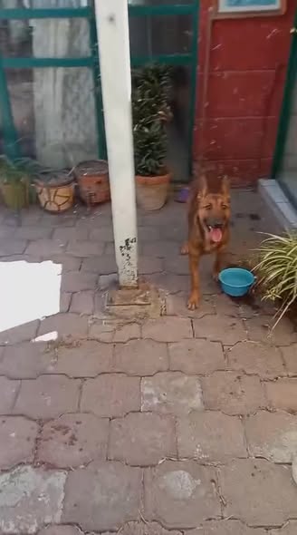 Foto del avistamiento de perro