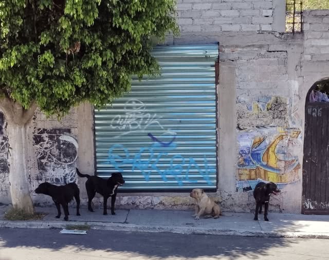 Foto del avistamiento de perro