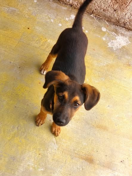 Foto del avistamiento de perro