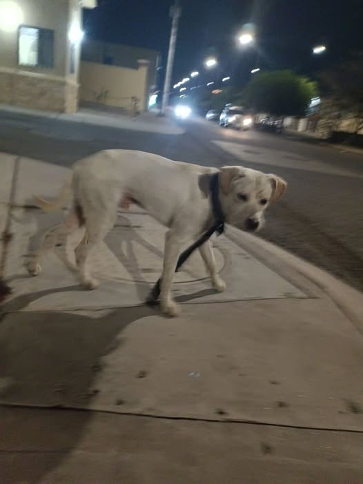 Foto del avistamiento de perro