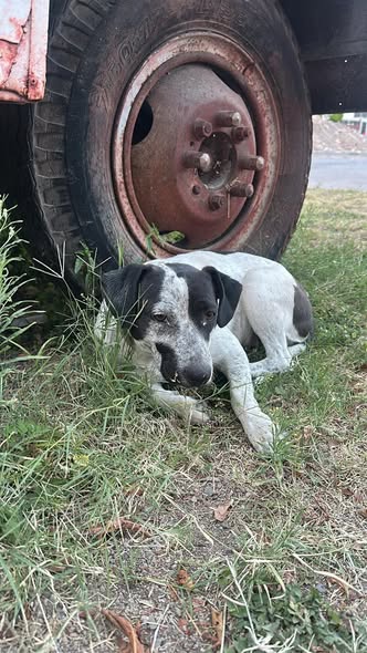 Foto del avistamiento de perro
