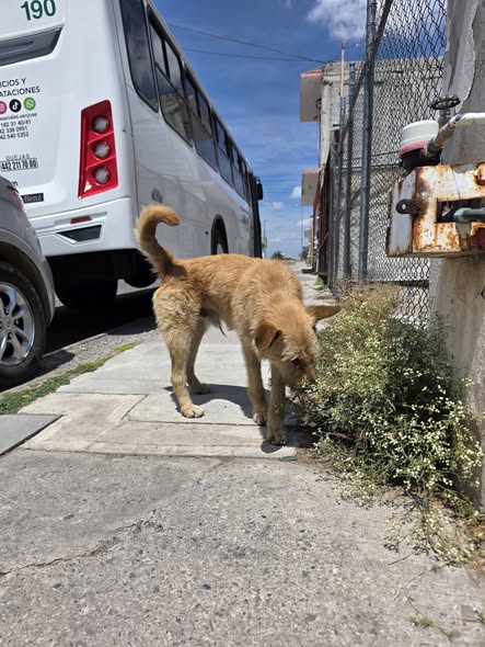 Foto del avistamiento de perro