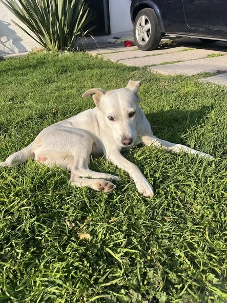 Foto del avistamiento de perro