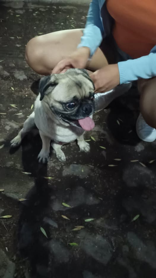 Foto del avistamiento de perro