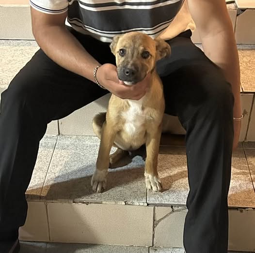 Foto del avistamiento de perro