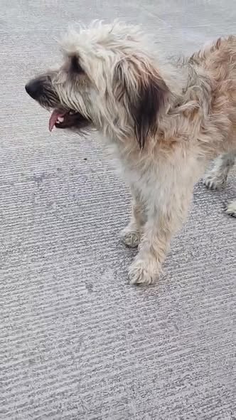 Foto del avistamiento de perro