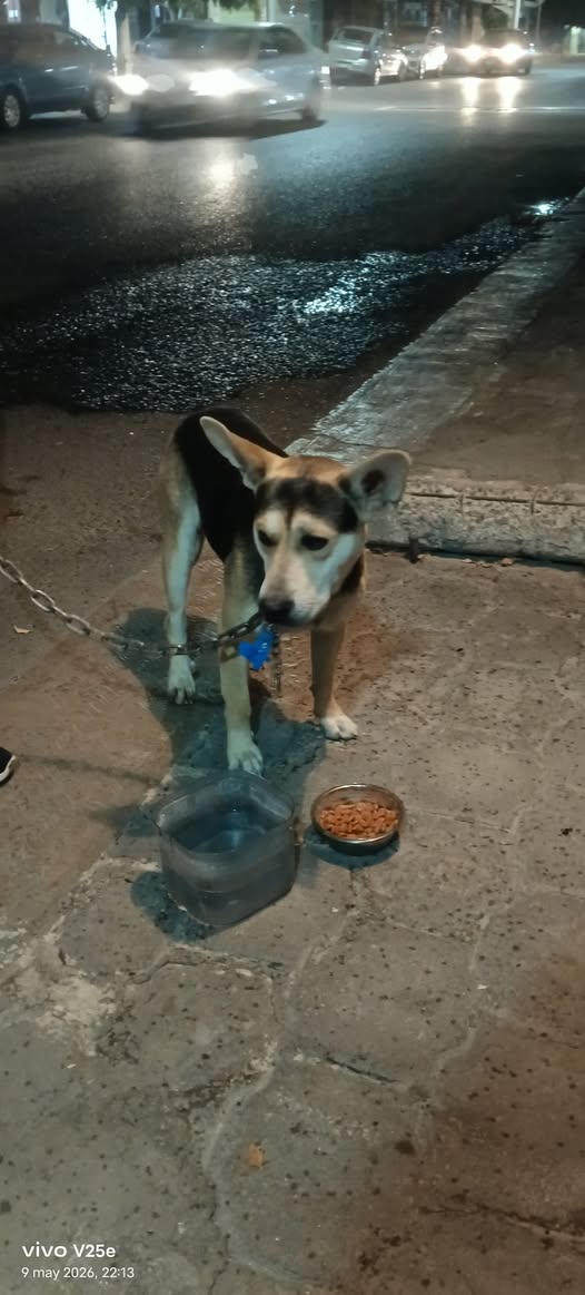 Foto del avistamiento de perro