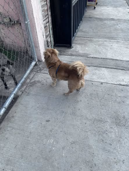 Foto del avistamiento de perro
