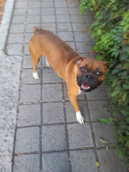 Foto del avistamiento de perro