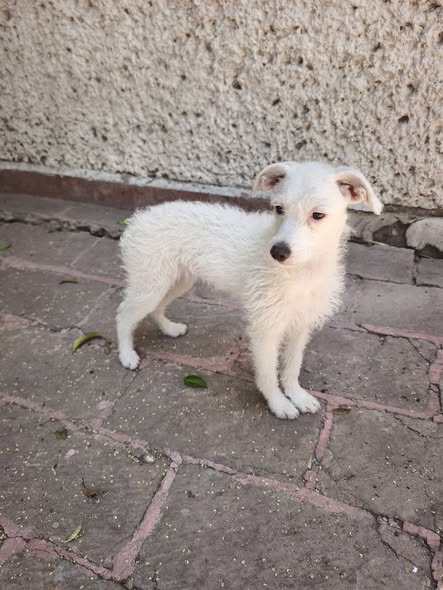 Foto del avistamiento de perro