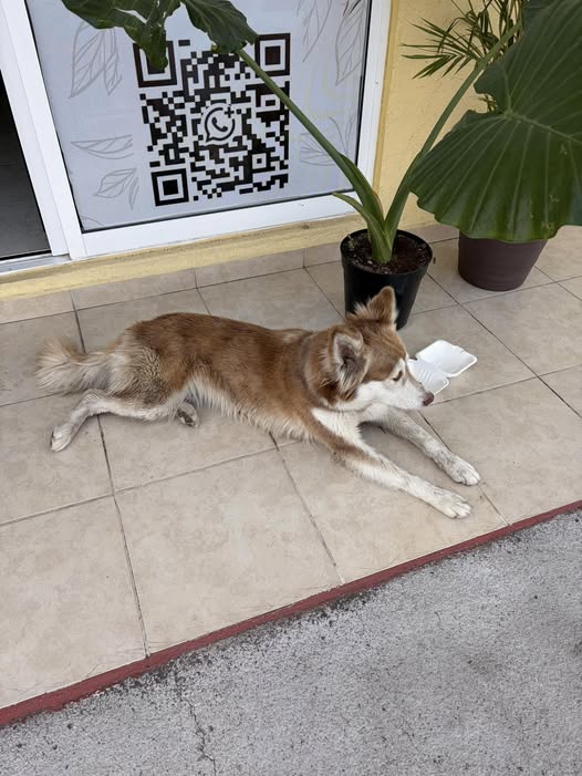 Foto del avistamiento de perro