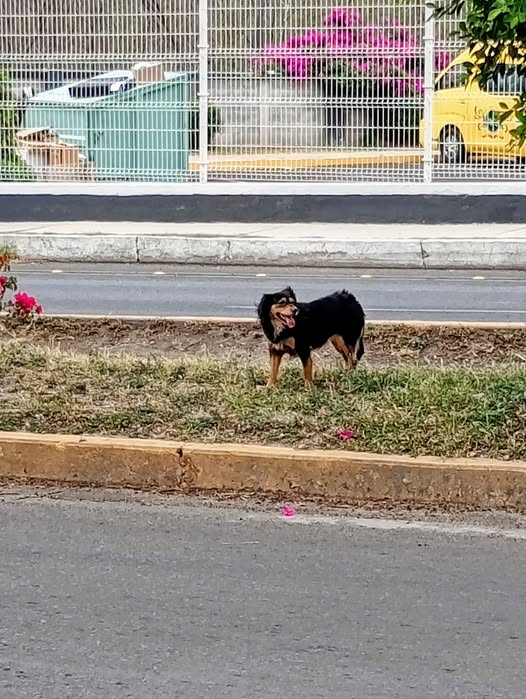 Foto del avistamiento de perro