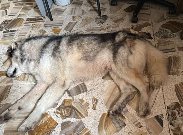 Dog sighting photo
