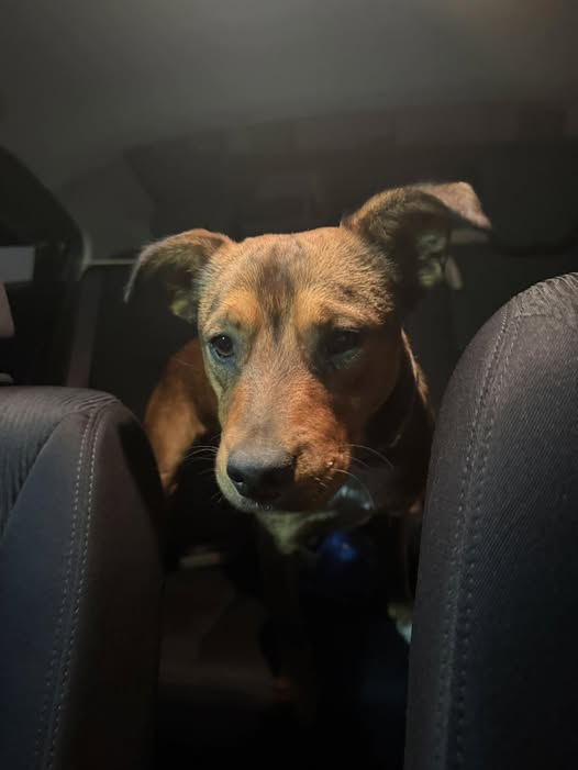 Foto del avistamiento de perro
