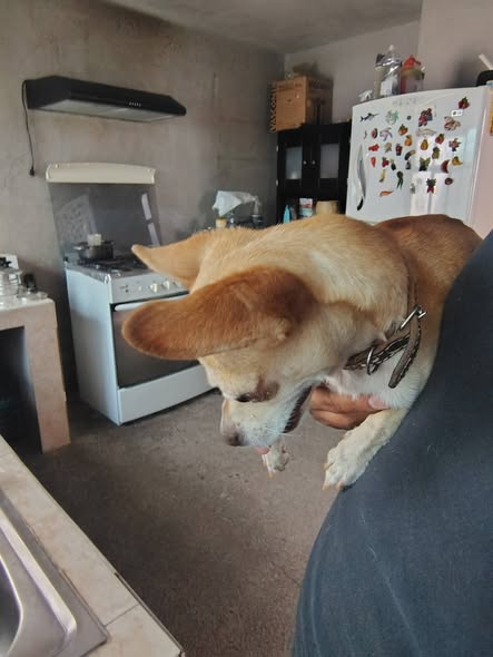 Dog sighting photo