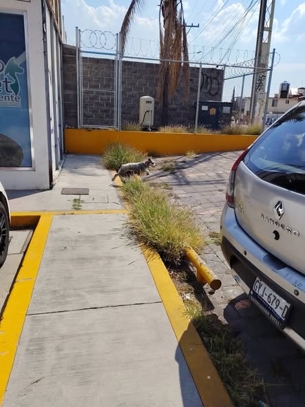 Foto del avistamiento de perro