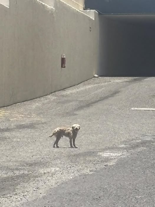 Dog sighting photo
