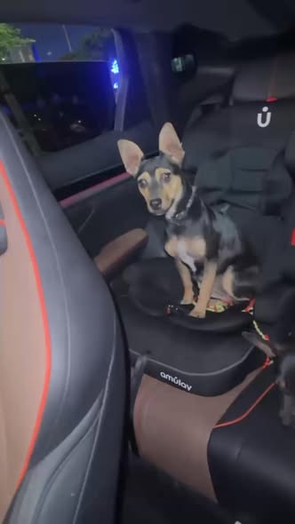 Dog sighting photo